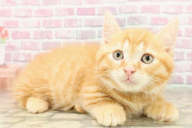 東京都のマンチカン (Coo&RIKU浅草店/2025年4月22日生まれ/男の子/レッドタビー)の子猫の3枚目の画像