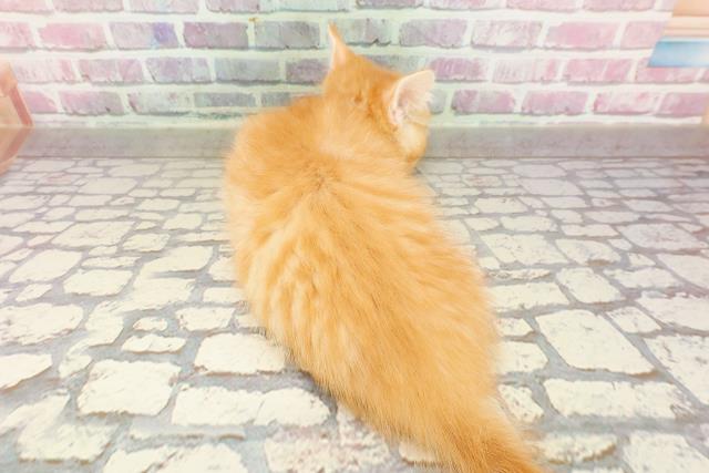 東京都のマンチカン (Coo&RIKU浅草店/2025年4月22日生まれ/男の子/レッドタビー)の子猫の4枚目の画像