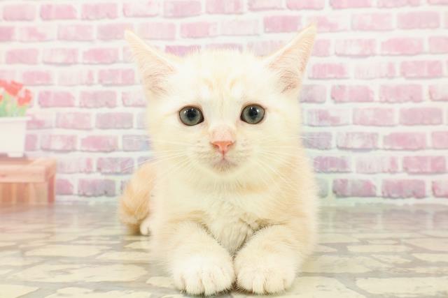 北海道のマンチカン (Coo&RIKU北見店/2025年4月22日生まれ/男の子/クリームタビー)の子猫の1枚目の画像