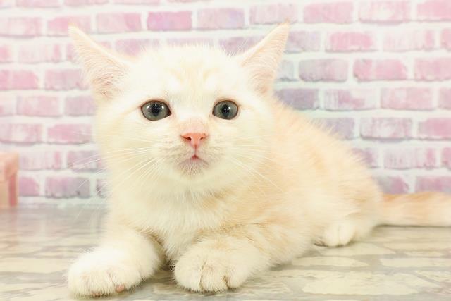 北海道のマンチカン (Coo&RIKU北見店/2025年4月22日生まれ/男の子/クリームタビー)の子猫の2枚目の画像