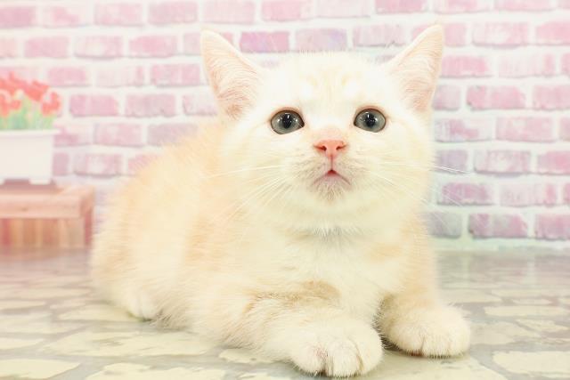 北海道のマンチカン (Coo&RIKU北見店/2025年4月22日生まれ/男の子/クリームタビー)の子猫の3枚目の画像