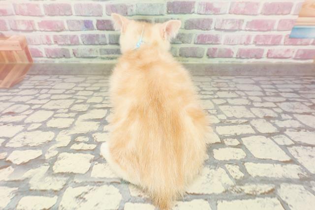 北海道のマンチカン (Coo&RIKU北見店/2025年4月22日生まれ/男の子/クリームタビー)の子猫の4枚目の画像