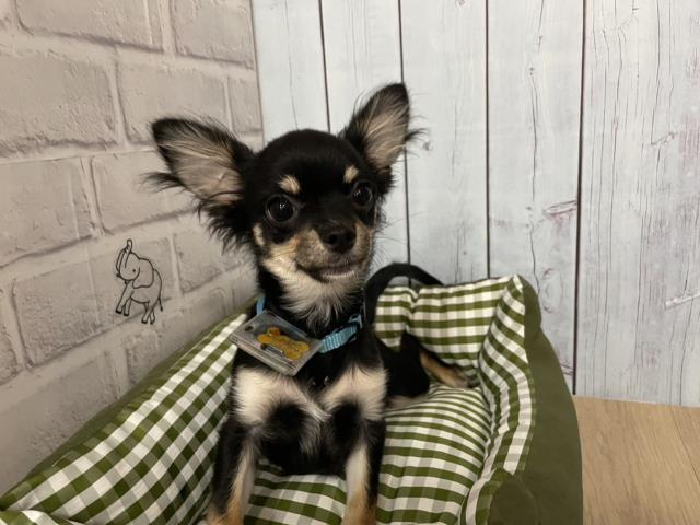 北海道のマンチカン (Coo&RIKU北見店/2025年4月22日生まれ/男の子/クリームタビー)の子猫の4枚目の画像
