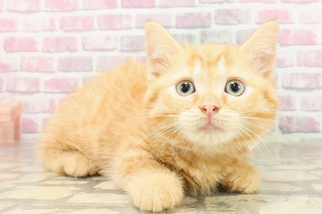 東京都のマンチカン (Coo&RIKU中野サンモール店/2025年4月22日生まれ/女の子/レッドタビー)の子猫の3枚目の画像