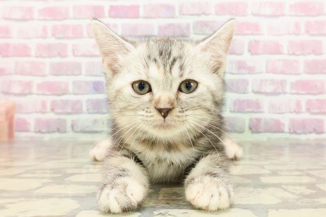 北海道のマンチカン (Coo&RIKU室蘭店/2025年4月22日生まれ/女の子/シルバーパッチドタビー)の子猫の1枚目の画像