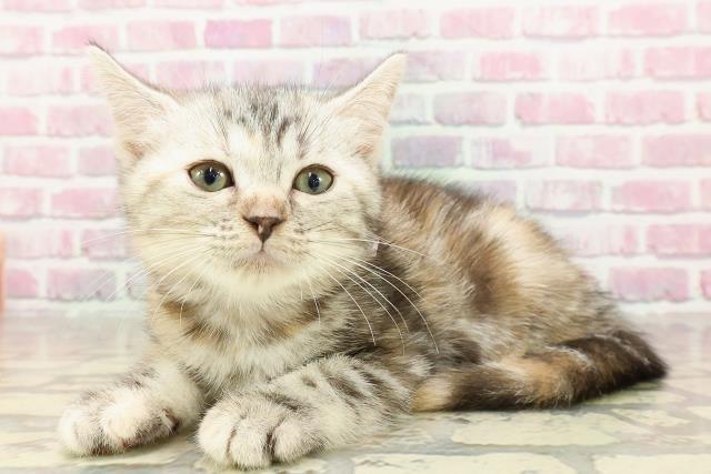 北海道のマンチカン (Coo&RIKU室蘭店/2025年4月22日生まれ/女の子/シルバーパッチドタビー)の子猫の2枚目の画像