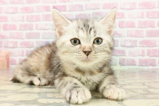 北海道のマンチカン (Coo&RIKU室蘭店/2025年4月22日生まれ/女の子/シルバーパッチドタビー)の子猫の3枚目の画像
