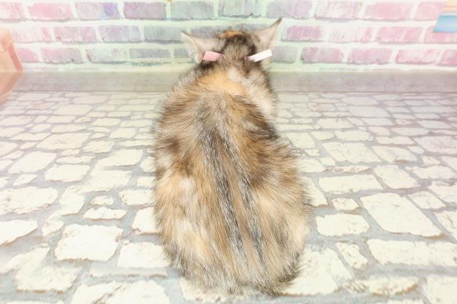北海道のマンチカン (Coo&RIKU室蘭店/2025年4月22日生まれ/女の子/シルバーパッチドタビー)の子猫の4枚目の画像