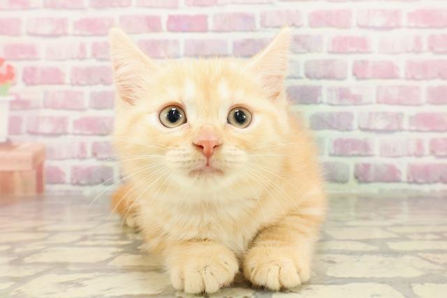 東京都のマンチカン (Coo&RIKU足立本店/2025年4月22日生まれ/女の子/レッドタビー)の子猫の1枚目の画像
