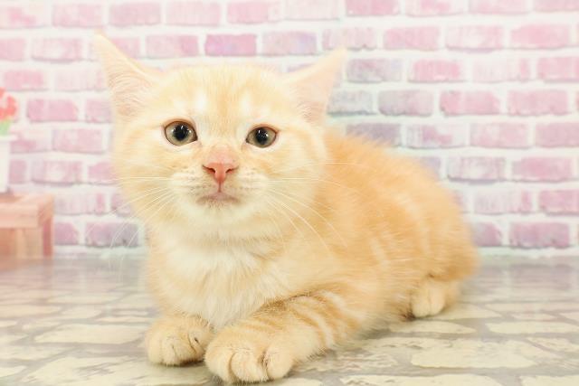 東京都のマンチカン (Coo&RIKU足立本店/2025年4月22日生まれ/女の子/レッドタビー)の子猫の2枚目の画像