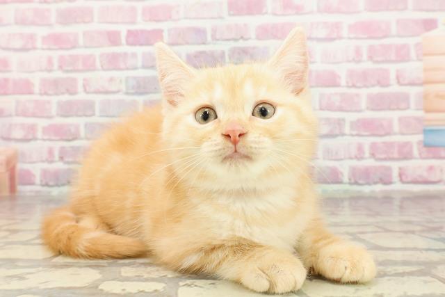 東京都のマンチカン (Coo&RIKU足立本店/2025年4月22日生まれ/女の子/レッドタビー)の子猫の3枚目の画像