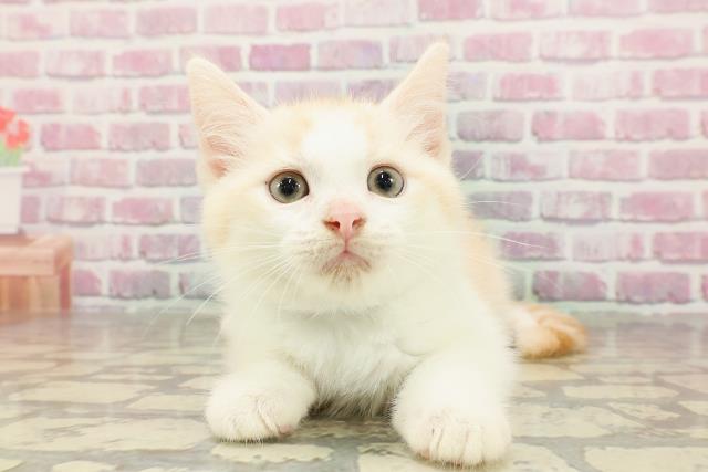 埼玉県のマンチカン (Coo&RIKUアニマルケアセンター大宮/2025年4月22日生まれ/男の子/カメオタビー)の子猫