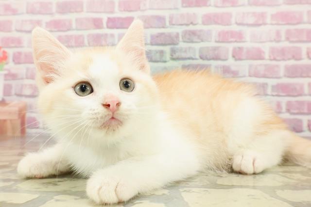 東京都のマンチカン (Coo&RIKU江戸川店/2025年4月22日生まれ/男の子/カメオタビー)の子猫の2枚目の画像