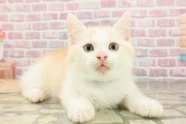 東京都のマンチカン (Coo&RIKU江戸川店/2025年4月22日生まれ/男の子/カメオタビー)の子猫の3枚目の画像