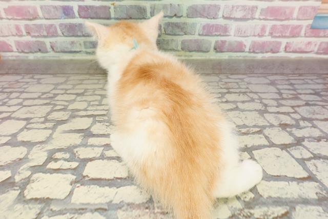 東京都のマンチカン (Coo&RIKU江戸川店/2025年4月22日生まれ/男の子/カメオタビー)の子猫の4枚目の画像