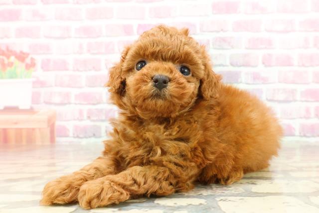 東京都のトイプードル(トイ) (Coo&RIKU江戸川店/2025年4月27日生まれ/女の子/レッド)の子犬の2枚目の画像