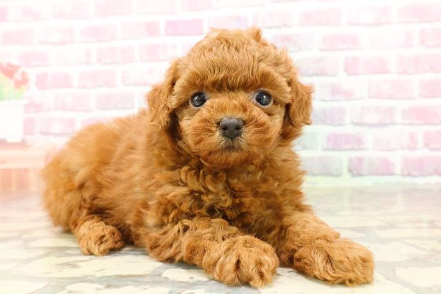 東京都のトイプードル(トイ) (Coo&RIKU江戸川店/2025年4月27日生まれ/女の子/レッド)の子犬の3枚目の画像