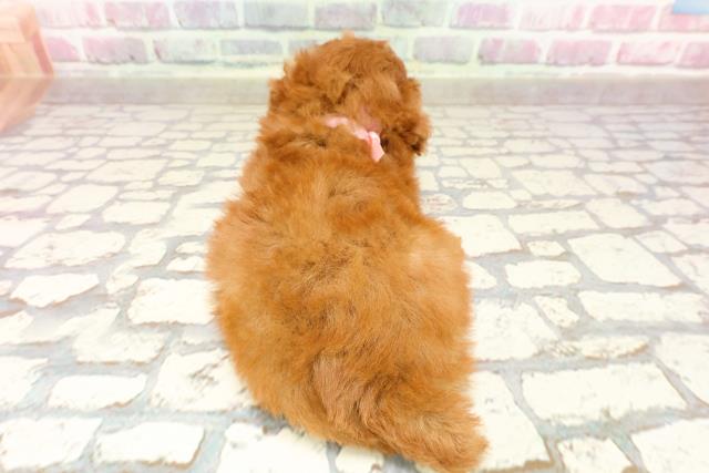 東京都のトイプードル(トイ) (Coo&RIKU江戸川店/2025年4月27日生まれ/女の子/レッド)の子犬の4枚目の画像