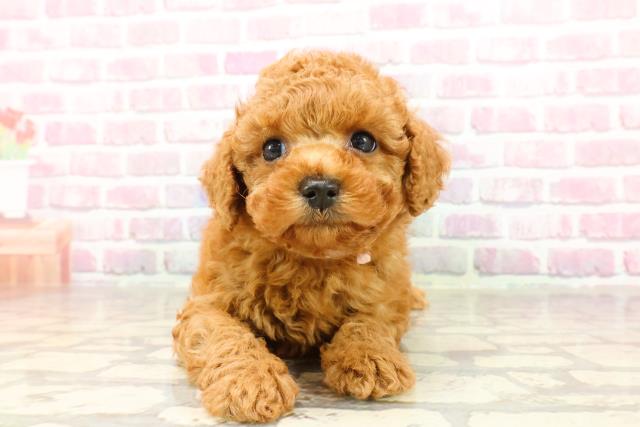 神奈川県のトイプードル(トイ) (Coo&RIKU長津田店/2025年4月25日生まれ/女の子/レッド)の子犬の1枚目の画像