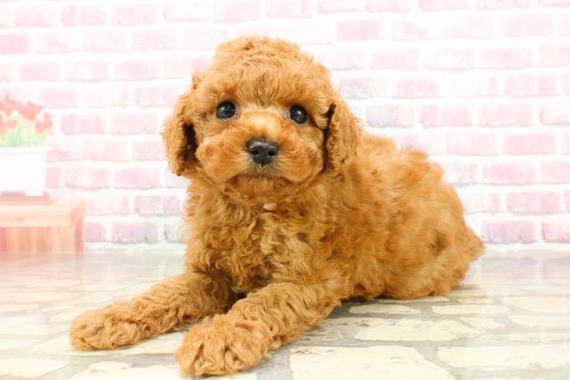 神奈川県のトイプードル(トイ) (Coo&RIKU長津田店/2025年4月25日生まれ/女の子/レッド)の子犬の2枚目の画像
