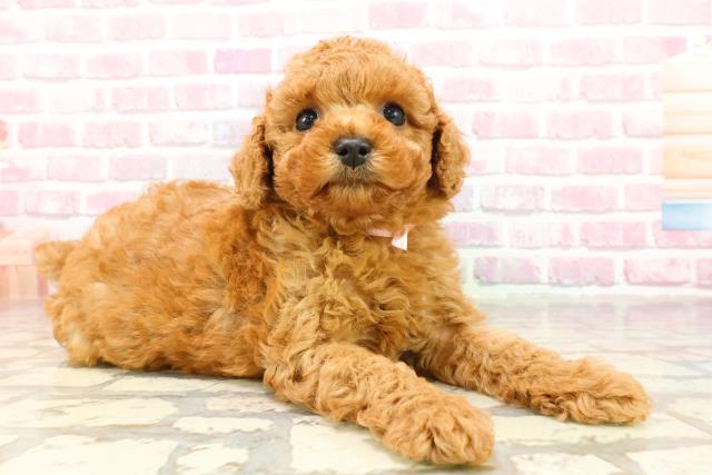 神奈川県のトイプードル(トイ) (Coo&RIKU長津田店/2025年4月25日生まれ/女の子/レッド)の子犬の3枚目の画像