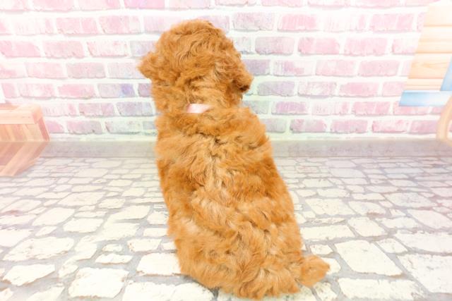 神奈川県のトイプードル(トイ) (Coo&RIKU長津田店/2025年4月25日生まれ/女の子/レッド)の子犬の4枚目の画像