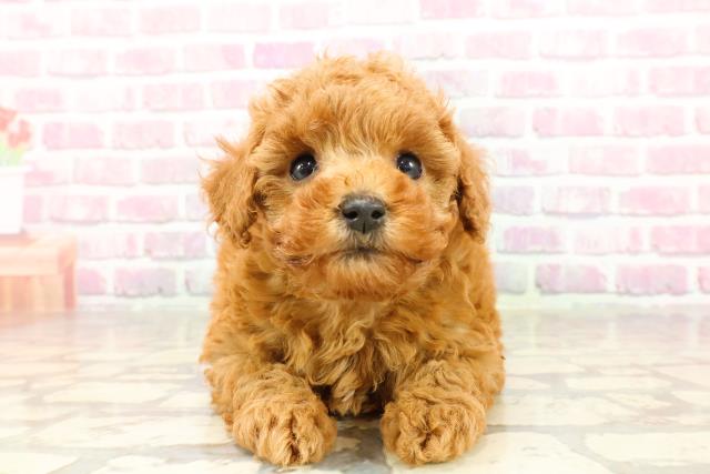 神奈川県のトイプードル(トイ) (Coo&RIKU横浜旭店/2025年4月25日生まれ/女の子/レッド)の子犬の1枚目の画像
