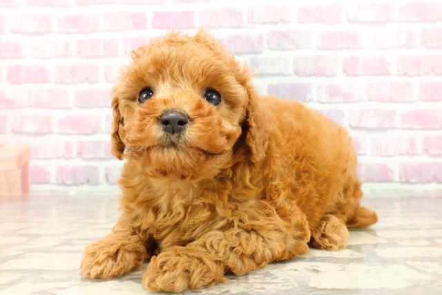 神奈川県のトイプードル(トイ) (Coo&RIKU横浜旭店/2025年4月25日生まれ/女の子/レッド)の子犬の2枚目の画像