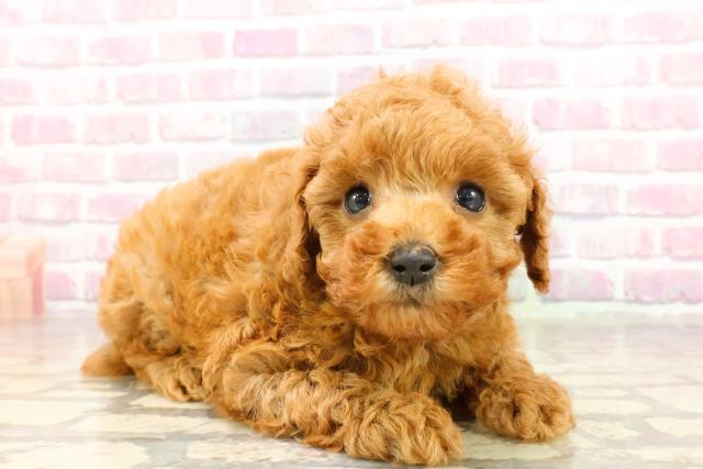 神奈川県のトイプードル(トイ) (Coo&RIKU横浜旭店/2025年4月25日生まれ/女の子/レッド)の子犬の3枚目の画像