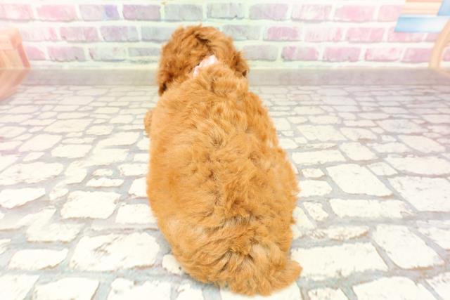 神奈川県のトイプードル(トイ) (Coo&RIKU横浜旭店/2025年4月25日生まれ/女の子/レッド)の子犬の4枚目の画像