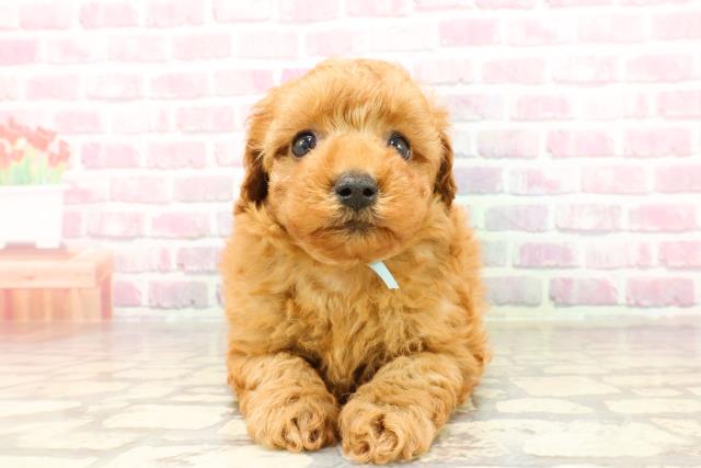 新潟県のトイプードル(トイ) (Coo&RIKU上越店/2025年4月25日生まれ/男の子/レッド)の子犬