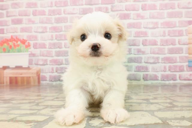 東京都のマルチーズ (Coo&RIKU江戸川店/2025年4月23日生まれ/男の子/ホワイト)の子犬の1枚目の画像