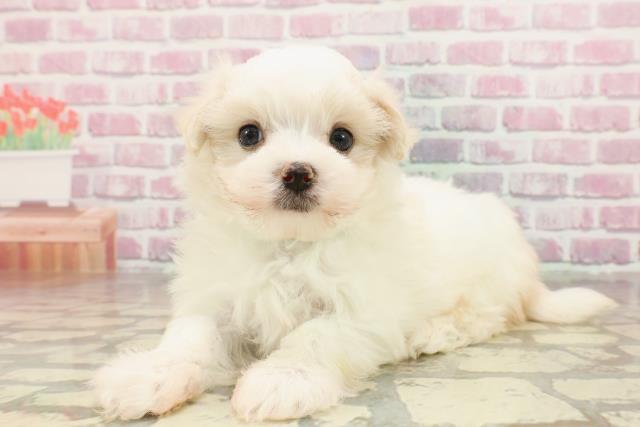 東京都のマルチーズ (Coo&RIKU江戸川店/2025年4月23日生まれ/男の子/ホワイト)の子犬の2枚目の画像