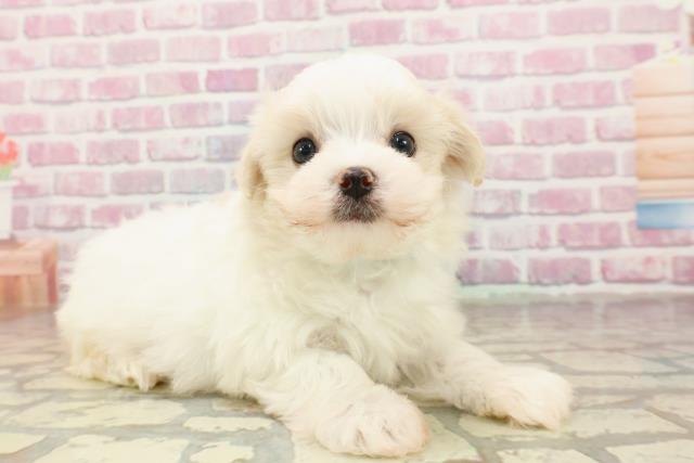 東京都のマルチーズ (Coo&RIKU江戸川店/2025年4月23日生まれ/男の子/ホワイト)の子犬の3枚目の画像