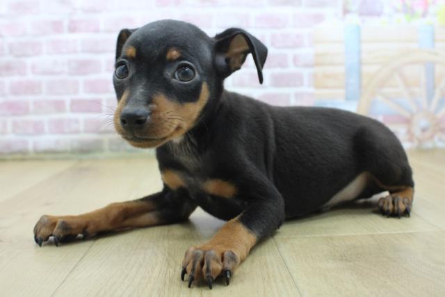 茨城県のミニチュアピンシャー (Coo&RIKU日立店/2025年4月21日生まれ/男の子/ブラックタン)の子犬の2枚目の画像