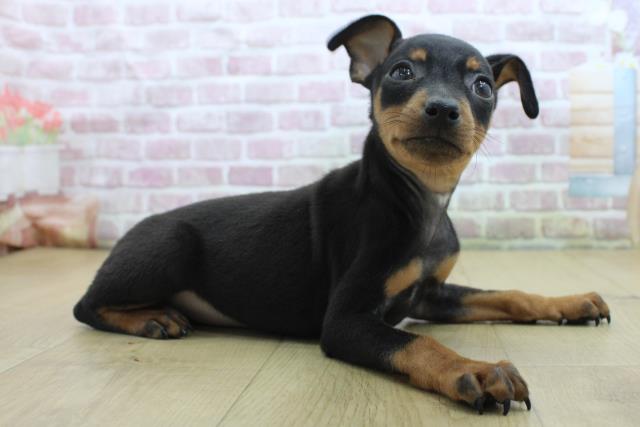 茨城県のミニチュアピンシャー (Coo&RIKU日立店/2025年4月21日生まれ/男の子/ブラックタン)の子犬の3枚目の画像