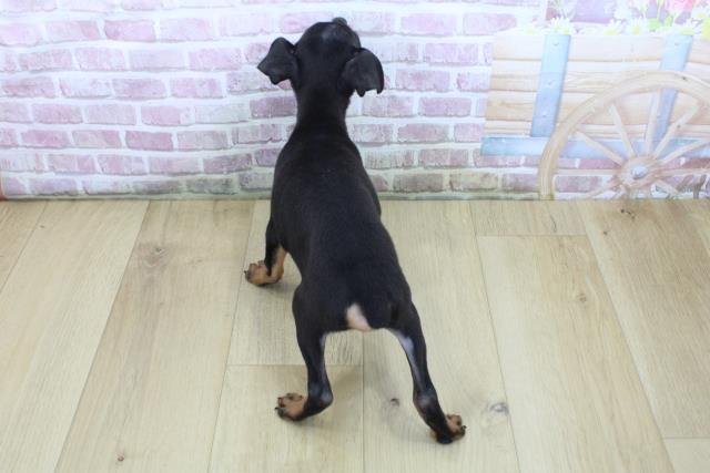 茨城県のミニチュアピンシャー (Coo&RIKU日立店/2025年4月21日生まれ/男の子/ブラックタン)の子犬の4枚目の画像