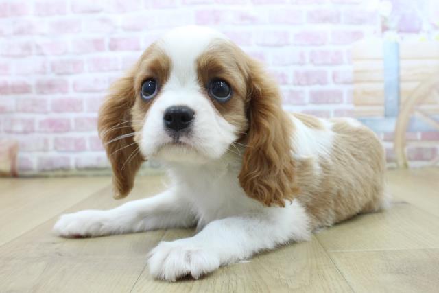 福島県のキャバリアキングチャールズスパニエル (Coo&RIKU郡山店/2025年4月21日生まれ/男の子/ブレンハイム)の子犬の2枚目の画像