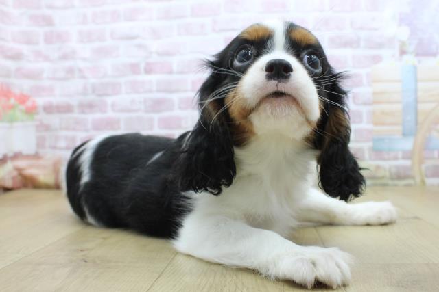 福島県のキャバリアキングチャールズスパニエル (Coo&RIKU郡山店/2025年4月21日生まれ/男の子/トライカラー)の子犬の3枚目の画像