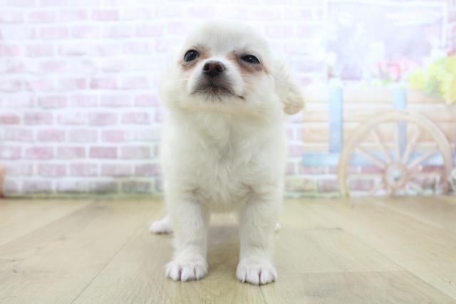 福島県のチワワ(ロング) (Coo&RIKU郡山店/2025年4月23日生まれ/男の子/クリーム)の子犬
