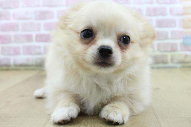 福島県のチワワ(ロング) (Coo&RIKU福島店/2025年4月23日生まれ/男の子/クリーム)の子犬の1枚目の画像