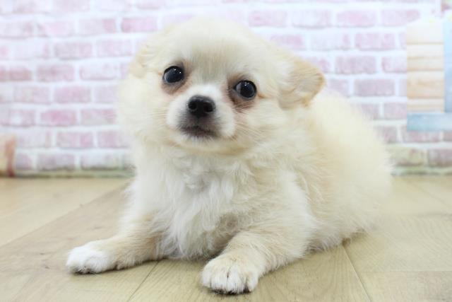福島県のチワワ(ロング) (Coo&RIKU福島店/2025年4月23日生まれ/男の子/クリーム)の子犬の2枚目の画像