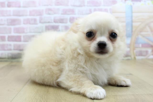 福島県のチワワ(ロング) (Coo&RIKU福島店/2025年4月23日生まれ/男の子/クリーム)の子犬の3枚目の画像