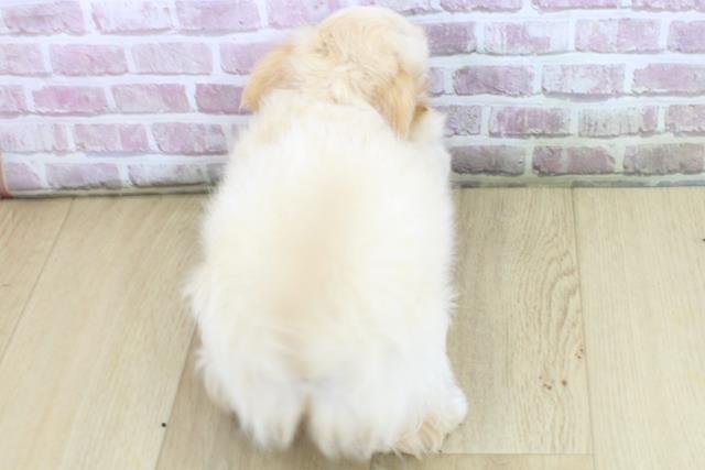 福島県のチワワ(ロング) (Coo&RIKU福島店/2025年4月23日生まれ/男の子/クリーム)の子犬の4枚目の画像