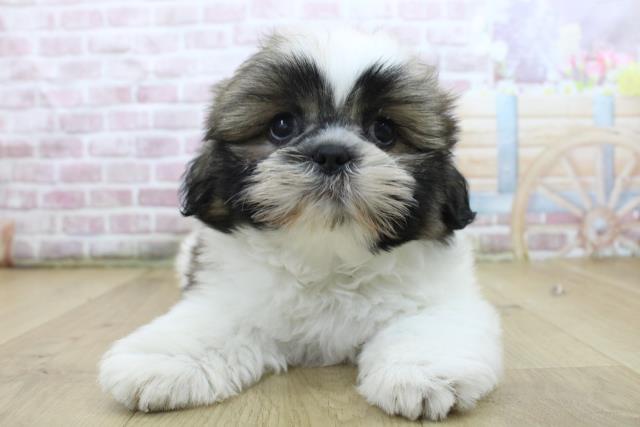 青森県のシーズー (Coo&RIKU八戸店/2025年4月24日生まれ/男の子/ゴールドホワイト)の子犬の1枚目の画像