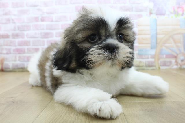 青森県のシーズー (Coo&RIKU八戸店/2025年4月24日生まれ/男の子/ゴールドホワイト)の子犬の3枚目の画像