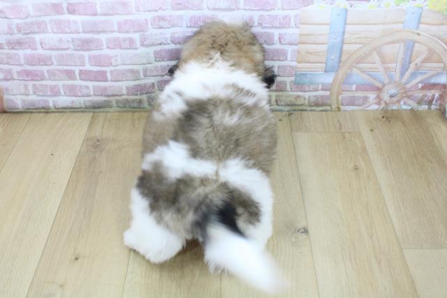 青森県のシーズー (Coo&RIKU八戸店/2025年4月24日生まれ/男の子/ゴールドホワイト)の子犬の4枚目の画像