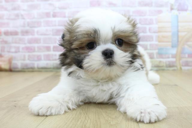 青森県のシーズー (Coo&RIKU青森店/2025年4月24日生まれ/女の子/ゴールドホワイト)の子犬の1枚目の画像
