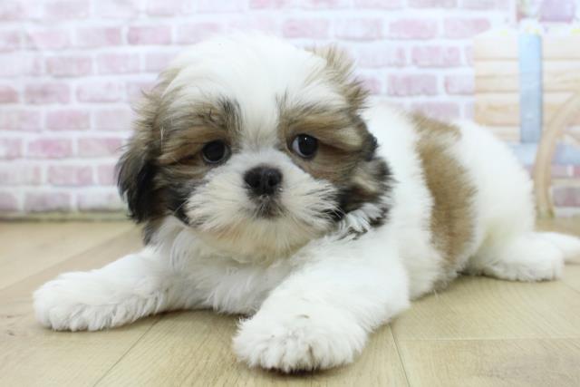 青森県のシーズー (Coo&RIKU青森店/2025年4月24日生まれ/女の子/ゴールドホワイト)の子犬の2枚目の画像