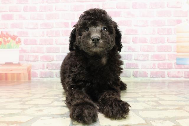 神奈川県のトイプードル(トイ) (Coo&RIKU相模原店/2025年4月27日生まれ/女の子/シルバー)の子犬の1枚目の画像